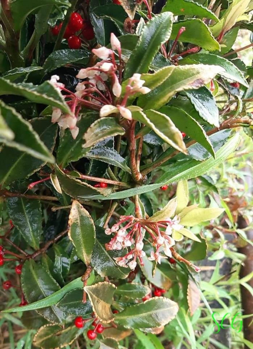 Ardisia crenata Sims